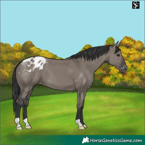Horse Color:Grullo Blanket