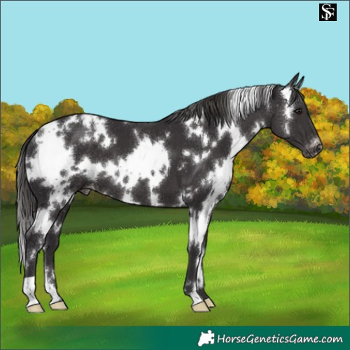 Horse Color:White Spotted Smoky Black Blanket