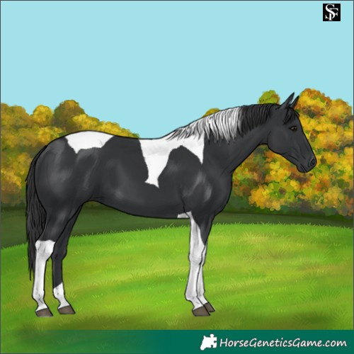 Horse Color:Black Tobiano