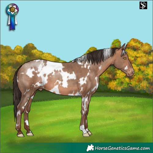 Horse Color:White Spotted Sable Champagne Varnish