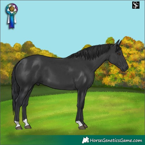 Horse Color:Black 