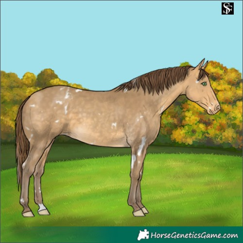 Horse Color:White Spotted Sable Cream Champagne Varnish