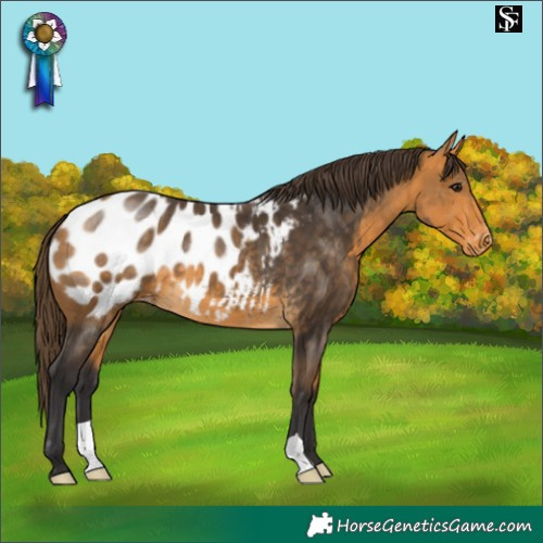 Horse Color:Buckskin Blanket