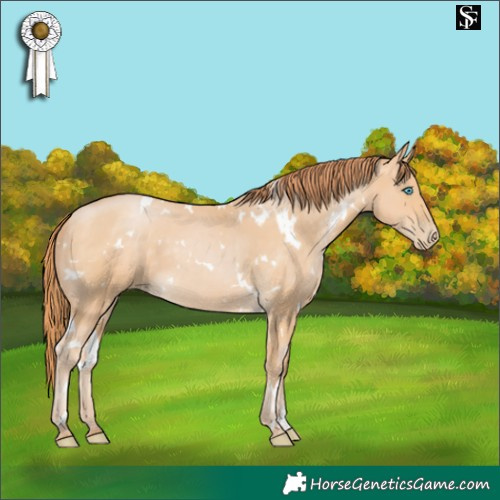 Horse Color:White Spotted Buckskin Pearl