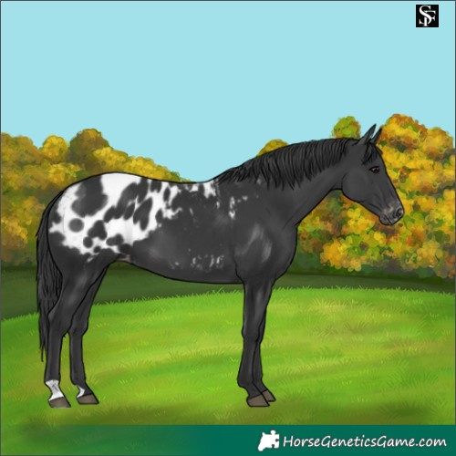 Horse Color:Black Blanket