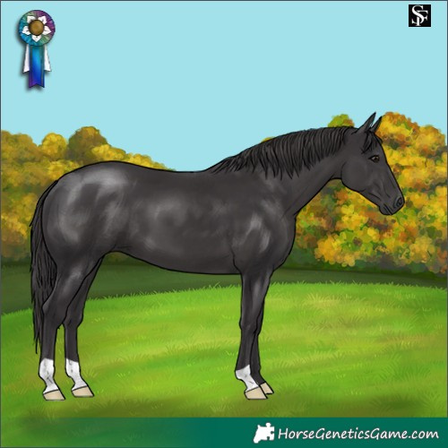 Horse Color:Smoky Black
