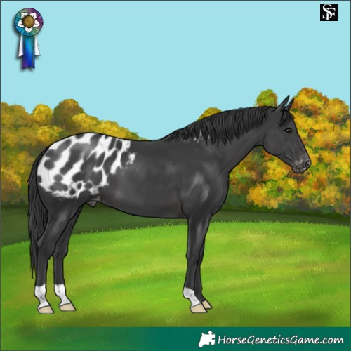 Horse Color:Black Blanket 