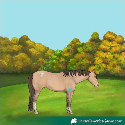 Horse Color:Amber Champagne Tobiano Varnish