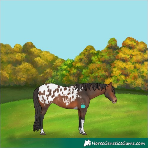 Horse Color:Bay Tobiano Blanket 