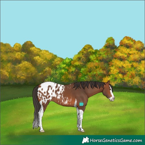 Horse Color:Bay Splash Tobiano Blanket 