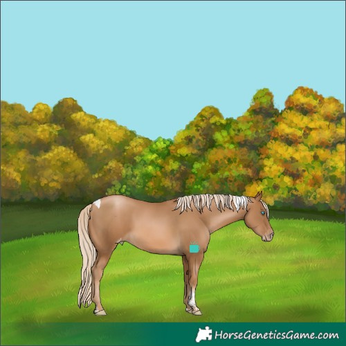 Horse Color:Gray Palomino Pearl Tobiano Varnish