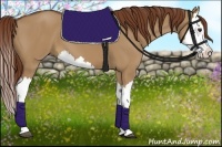 Horse Color:Red Dun Splash
