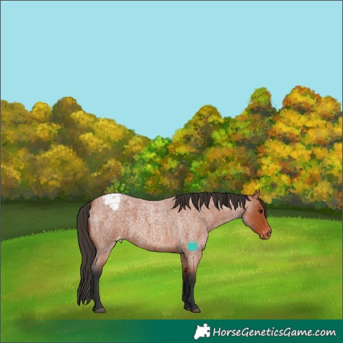 Horse Color:Bay Roan Varnish