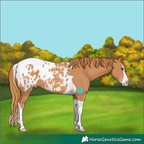Horse Color:Chestnut Splash Tobiano Blanket
