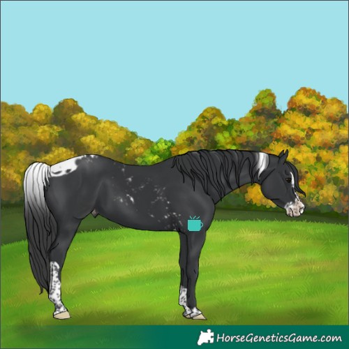 Horse Color:Black Splash Tobiano Skewed LP Spotted
