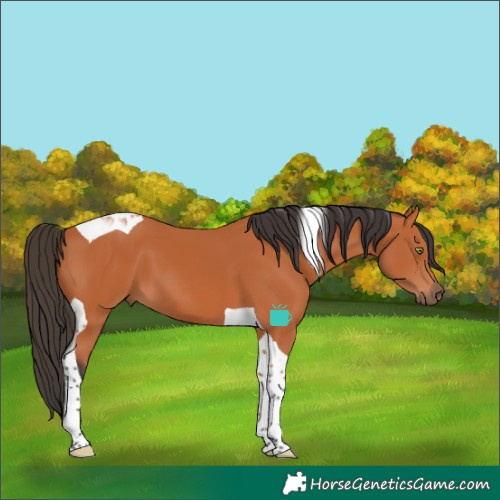 Horse Color:Bay Tobiano 