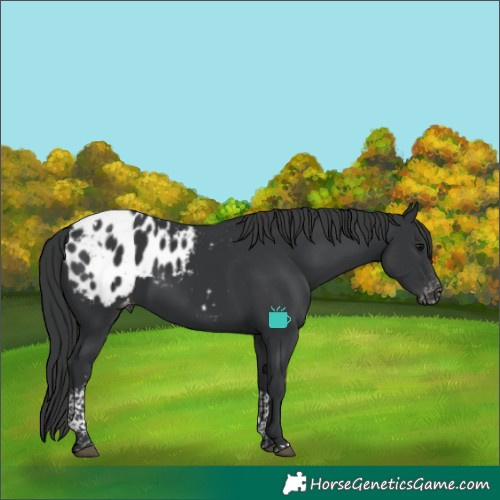 Horse Color:Black Tobiano Blanket 