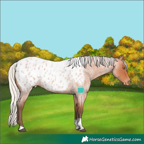 Horse Color:Silver Bay Roan Tobiano Near Leopard