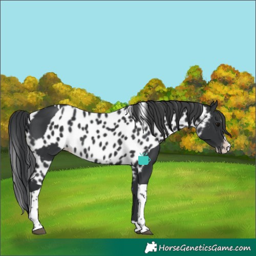 Horse Color:Black Splash Tobiano Skewed LP Spotted