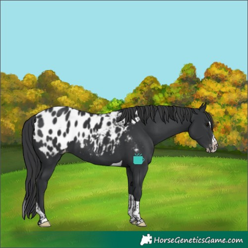 Horse Color:Black Splash Tobiano Near Leopard Rabicano 