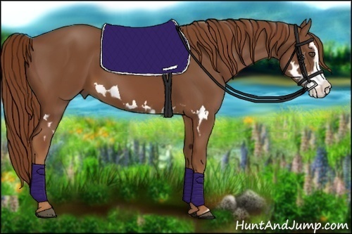 Horse Color:Chestnut Splash Frame 