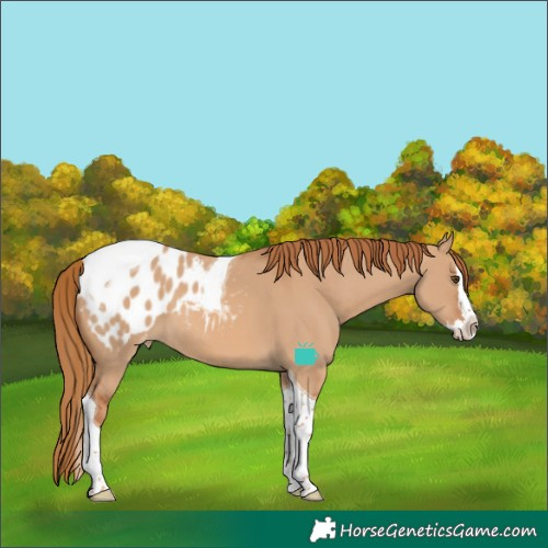 Horse Color:Red Dun Splash Tobiano Blanket
