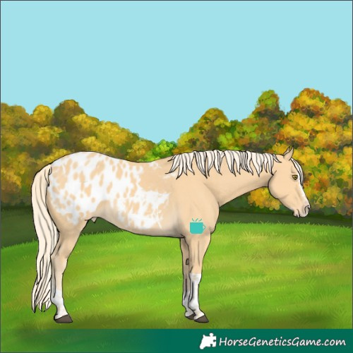 Horse Color:Palomino Splash Tobiano Blanket 