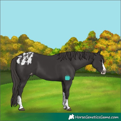Horse Color:Smoky Black Splash Tobiano Skewed LP Spotted