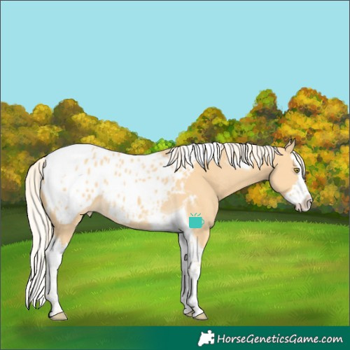 Horse Color:Palomino Splash Tobiano Blanket