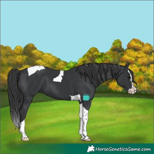Horse Color:Black Splash Tobiano 