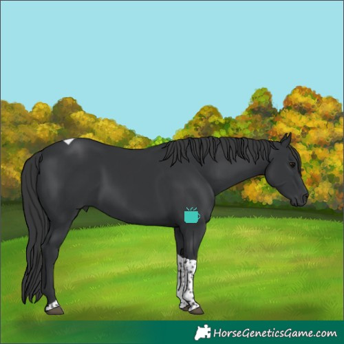 Horse Color:Black Tobiano 