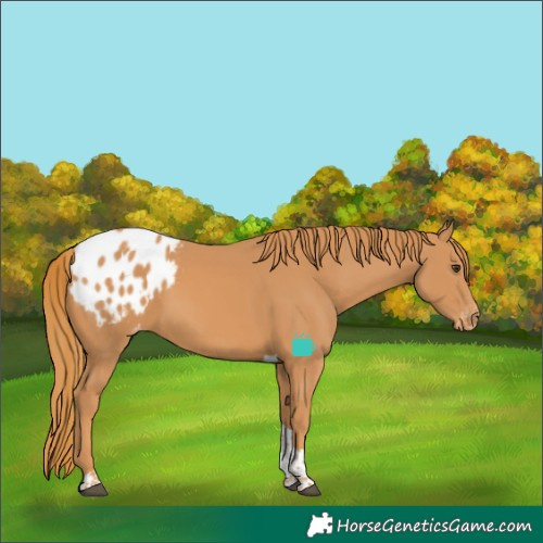 Horse Color:Chestnut Tobiano Blanket