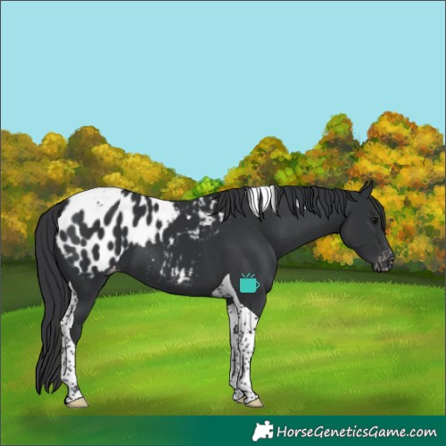 Horse Color:Black Tobiano Blanket 