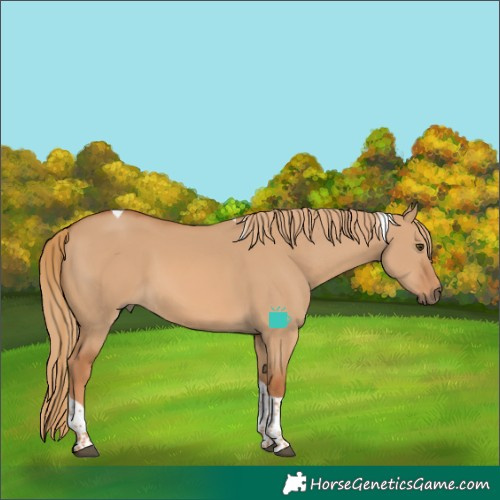 Horse Color:Red Dun Tobiano