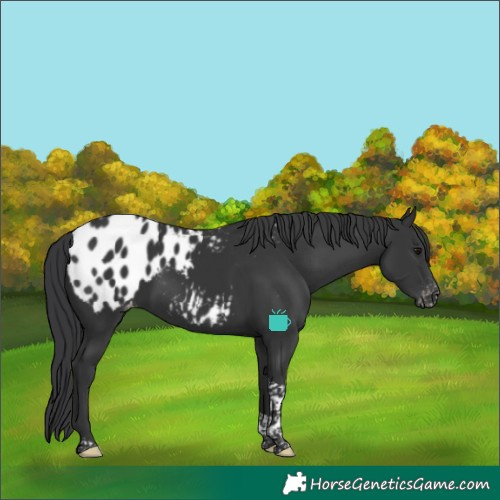Horse Color:Black Tobiano Blanket 