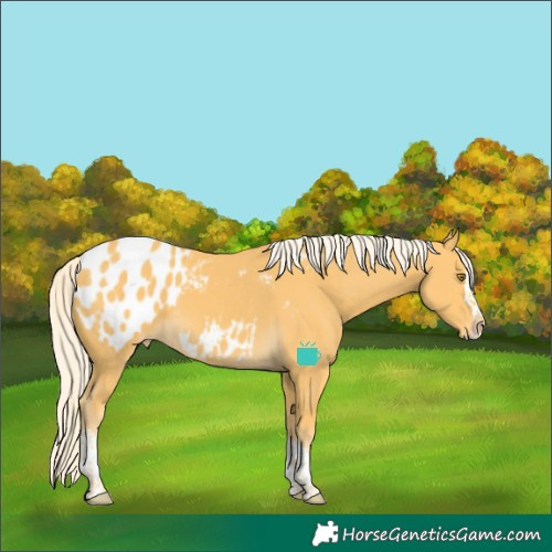 Horse Color:Palomino Splash Tobiano Blanket