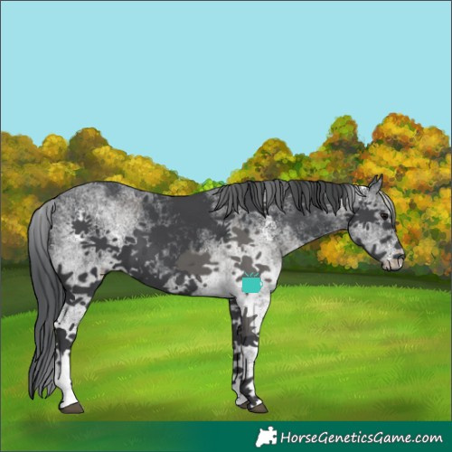 Horse Color:White Spotted Black Merle 