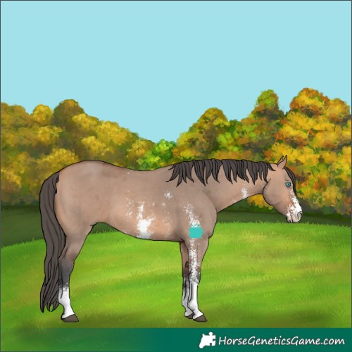 Horse Color:Bay Dun Merle Sabino