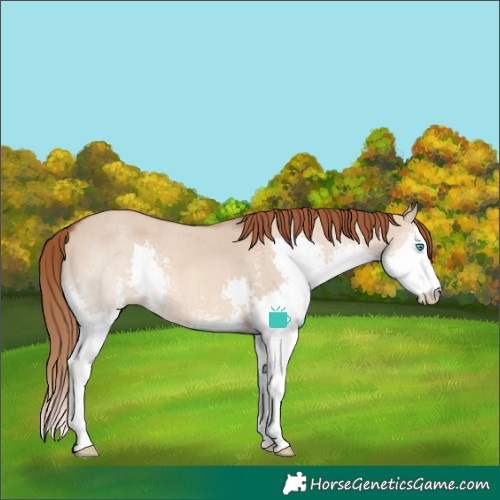 Horse Color:Red Dun Sabino Splash