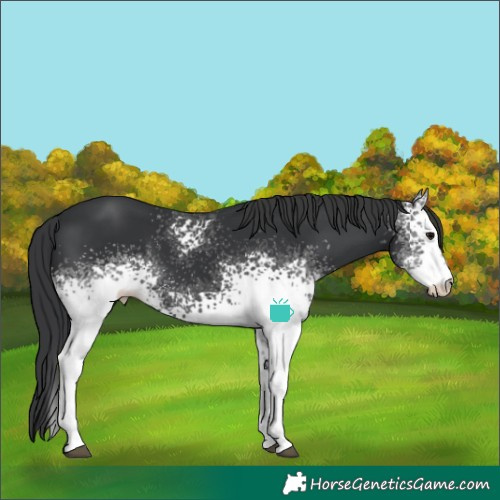 Horse Color:White Spotted Black