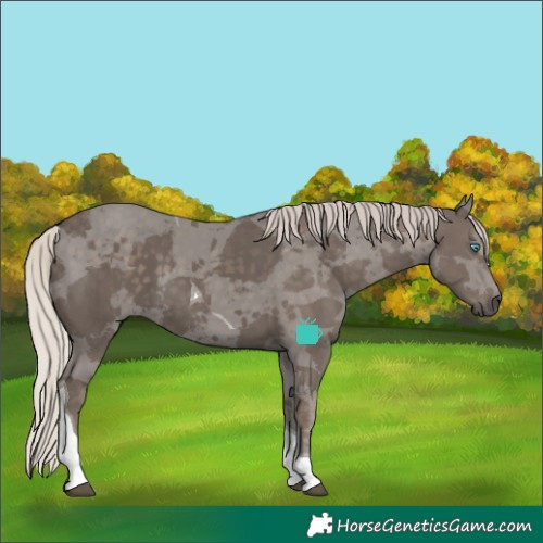 Horse Color:Silver Black Merle Tobiano