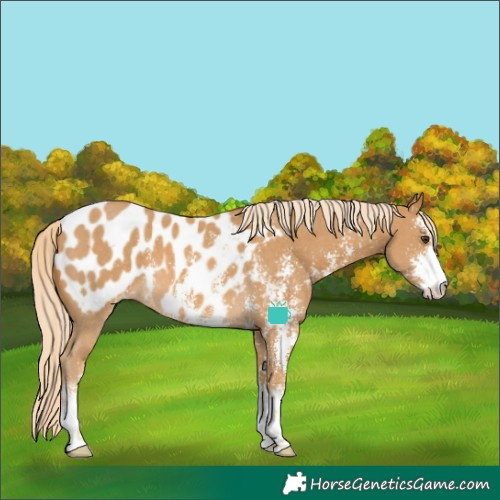 Horse Color:Palomino Sabino Blanket 