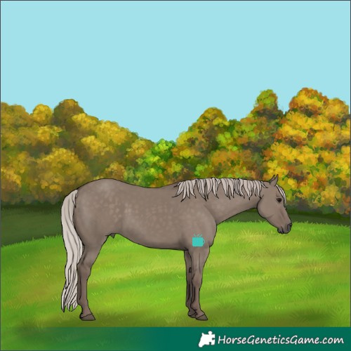 Horse Color:Silver Grullo Rabicano 