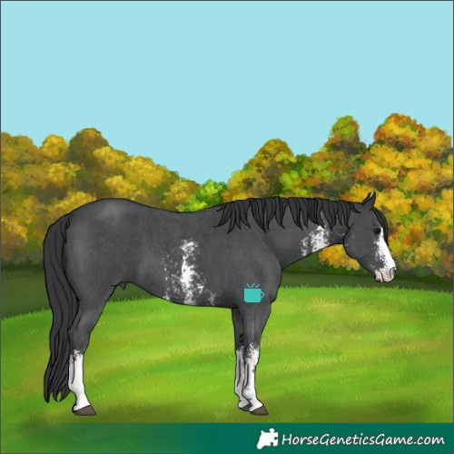 Horse Color:Black Sabino