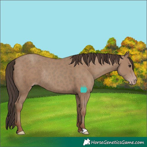 Horse Color:Classic Champagne Rabicano