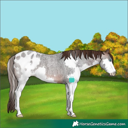 Horse Color:Brown Roan Splash Blanket