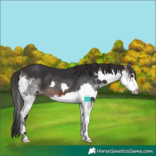 Horse Color:Brown Splash 
