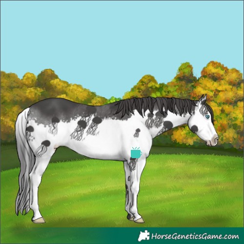 Horse Color:Black Splash