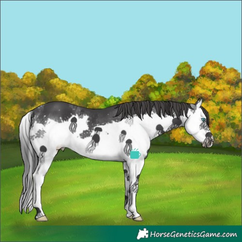 Horse Color:Black Splash 