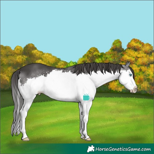 Horse Color:Black Splash